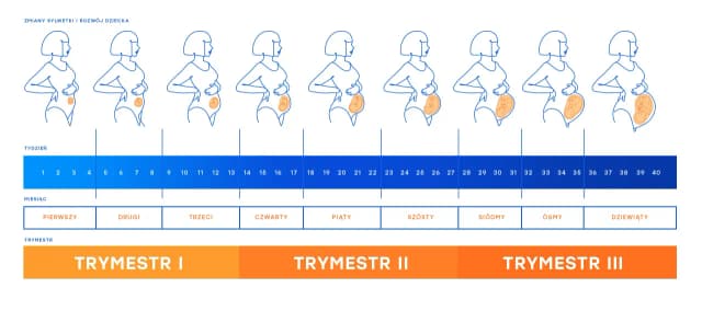 Który tydzień ciąży kalkulator Pampers – łatwe obliczenia i wsparcie